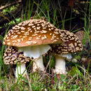 Amanita regalis