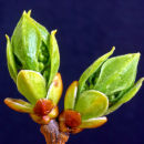 Syringa vulgaris flower buds
