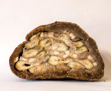 Särkikukko