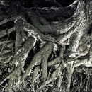 Tangled Roots