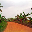 Banana road