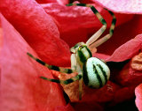 Misumena vatia