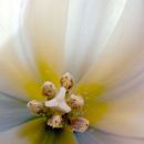 Tulips #12