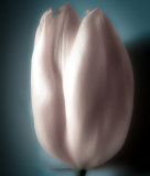 Tulip #23