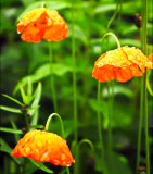 Poppies after Rain