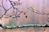 After Rain