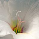 White gladiolus