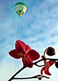 Orchid and hot air balloon