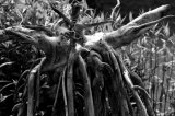 Deadwood #2