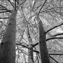 Frosted Trees