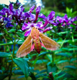 Elephant Hawk-moth, Deilephila elpenor