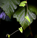Convulvus leaves