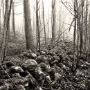 On foggy morning