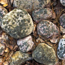 stones covered with lichens