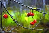 Apples