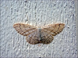 Riband wave mutkakulmumittari (Idaea aversata f. remutata)