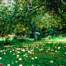 Apples