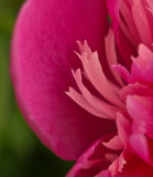 Close up of Peony Flower