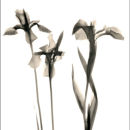 Photogram#1