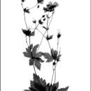 Photogram #4