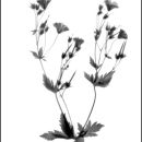 Photogram #5