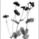 Photogram #6