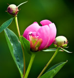 Pink Peony