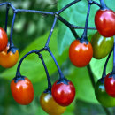 Solanum dulcemara berries
