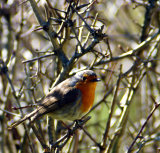 European robin (Erithacus rubecula)