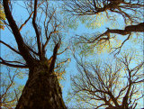 Canopy