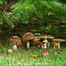Amanita Regalis