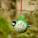 Great Tit