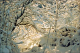 Snowscene