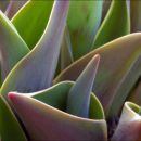 Tulip leaves
