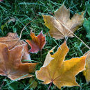 Frosted Maple Leaves