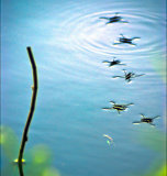 Water striders