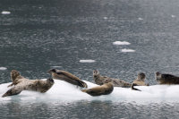 Alaskan grey seals