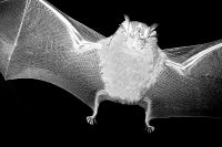 Back at the bat cave