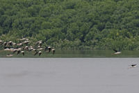 Black-winged Stilts