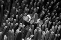Clownfish, Flores