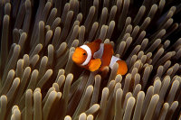 Clown fish, Flores
