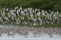 Common Redshank and Curlew