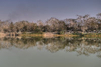 Cormorants reflecting in the midday sun