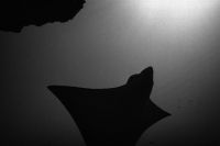 Eagle ray, Galapagos