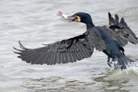 Feeding Cormorant