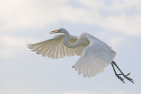 Great Egret