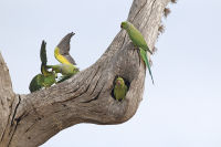 Green parakeet