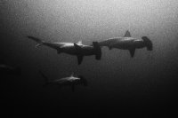 Hammerhead sharks