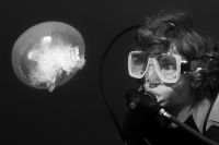 Jellyfish, Truk Lagoon