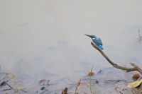 Kingfisher